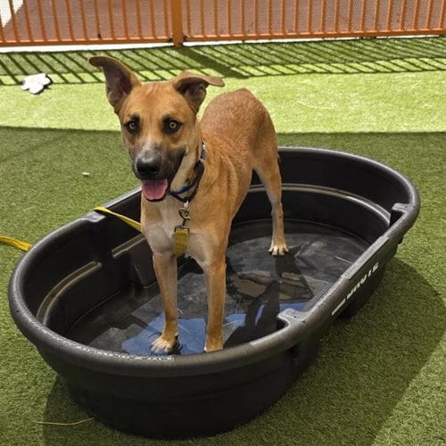 Photo of Tidus, adoptable German Shepherd Dog in Las Vegas, Nevada