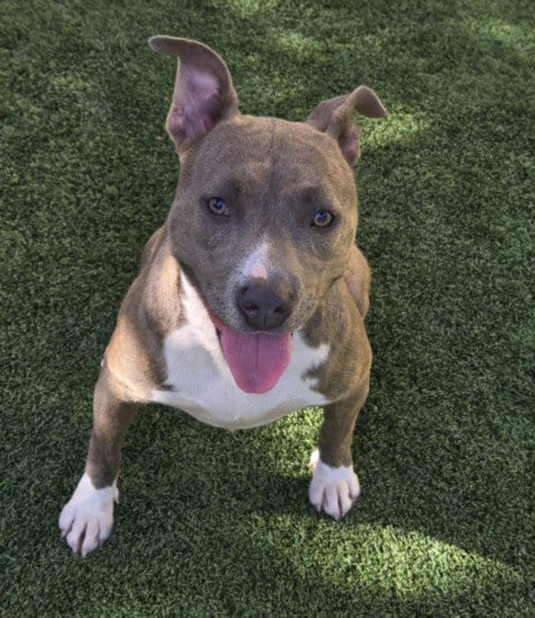 Photo of Selah, adoptable Pit Bull Terrier in Los Angeles, California