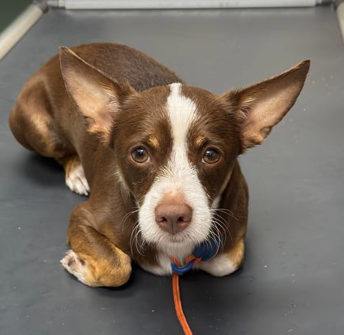Photo of Blade, adoptable Chihuahua in Osteen, Florida