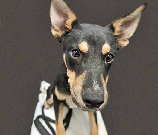Photo of Gonzo, adoptable dog