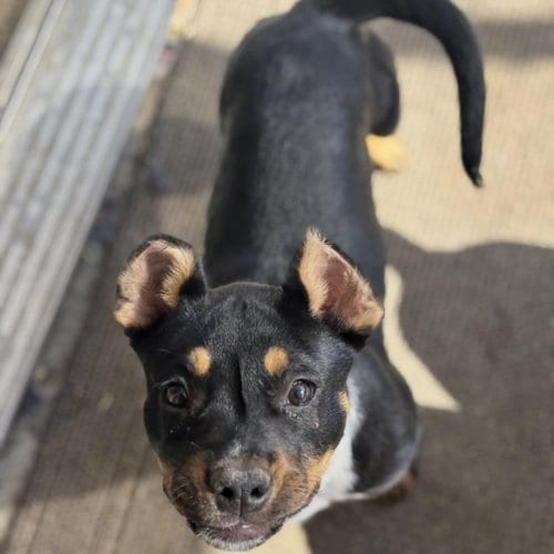 Photo of Quorra, adoptable American Pit Bull Terrier in Hayward, California