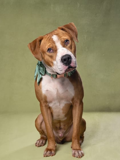 Photo of Fender, adoptable dog in Atlanta, Georgia