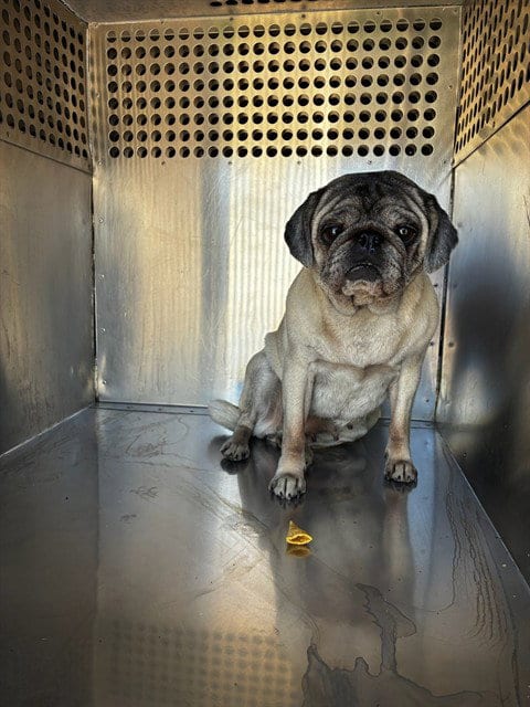 Photo of Buglette, adoptable Pug in Mesa, Arizona