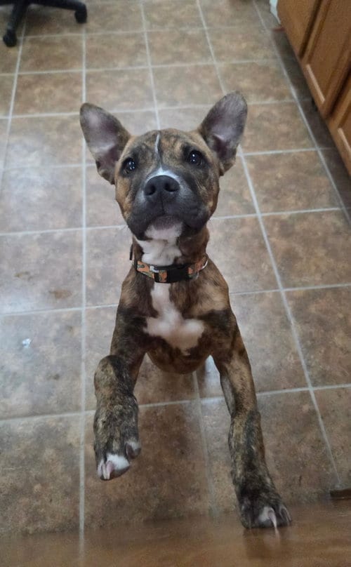 Photo of Brutsky, adoptable Pit Bull Terrier in Martinsburg, West Virginia