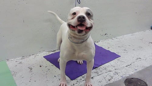 Photo of A2097057, adoptable Staffordshire Bull Terrier in Houston, Texas