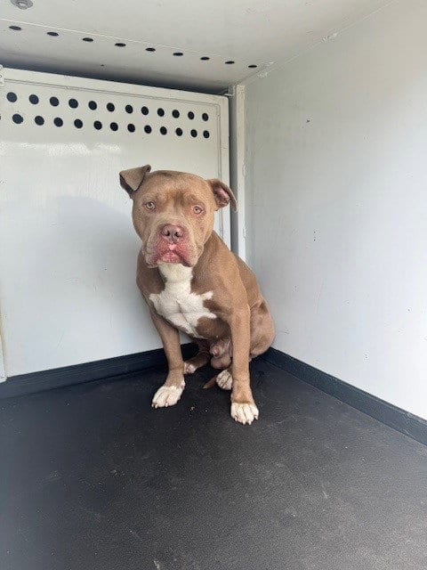 Photo of A160737, adoptable Pit Bull Terrier in Bakersfield, California