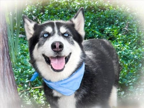 Photo of Starsky, adoptable Husky in San Pedro, California
