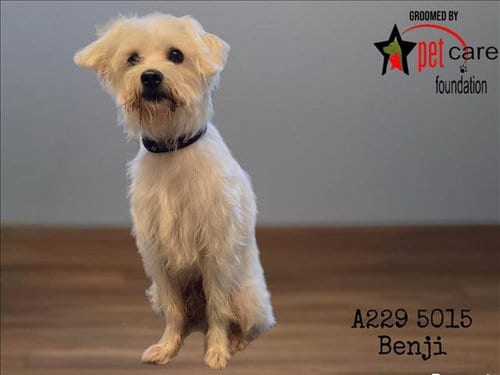 Photo of Benji, adoptable Rat Terrier in Los Angeles, California