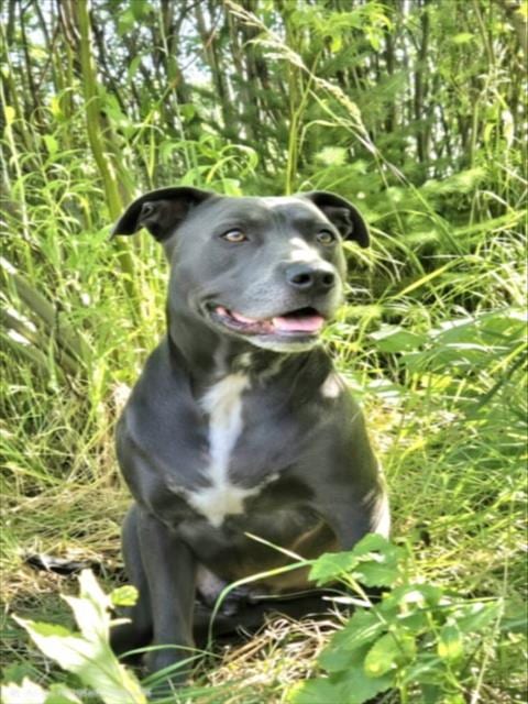 Photo of Loki, adoptable Pit Bull Terrier in Fort Collins, Colorado