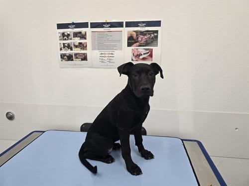 Photo of Portabella, adoptable Labrador Retriever in Mesa, Arizona