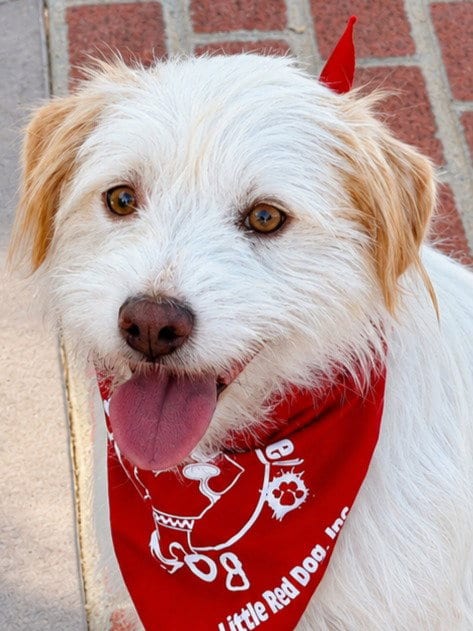 Photo of Benji - Adopt Me, adoptable Terrier in Lake Forest, California