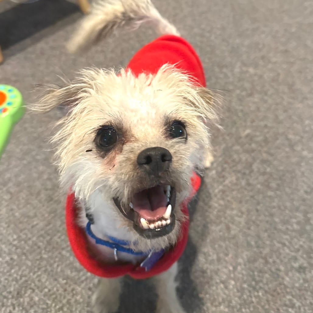 Photo of Sassy, adoptable Terrier / Mixed Breed (Small) in San Francisco, California
