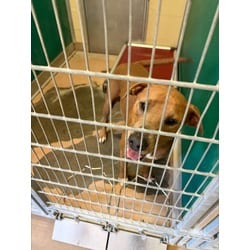 Photo of Bruno, adoptable American Pit Bull Terrier in Texas City, Texas