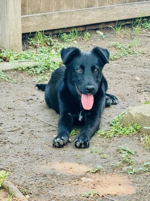 Photo of Astrophel, adoptable Australian Shepherd in San Antonio, Texas