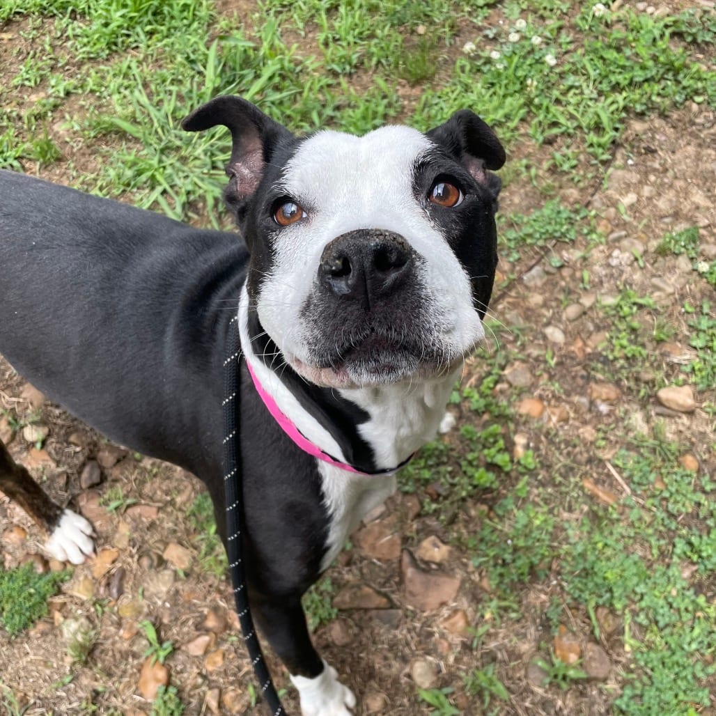 Photo of Mermaid, adoptable Mixed Breed (Medium) in Chattanooga, Tennessee