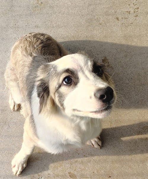Photo of Dumpling, adoptable Collie in Warrenton, Missouri