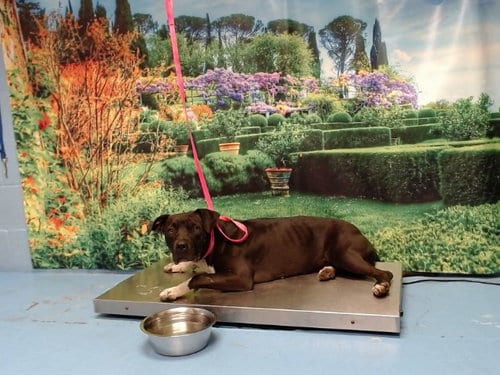 Photo of Inuzuka, adoptable Pit Bull Terrier in Moreno Valley, California