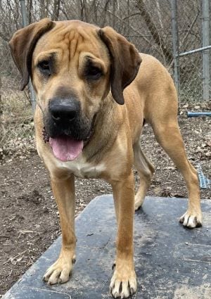 Photo of Frank, adoptable Mastiff in Savannah, Missouri