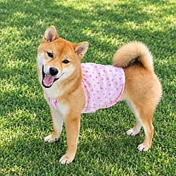 Photo of Yuki, adoptable Shiba Inu in Washington, District of Columbia