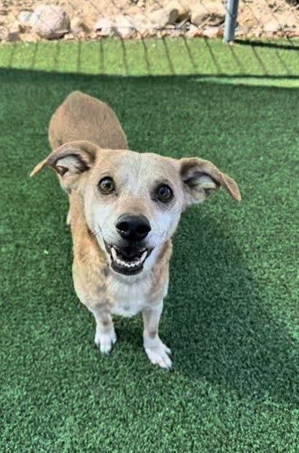 Photo of Porg, adoptable Dachshund in Castaic, California