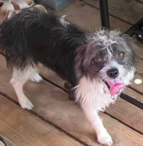 Photo of Chewy, adoptable Yorkshire Terrier Yorkie in Alexander, Arkansas