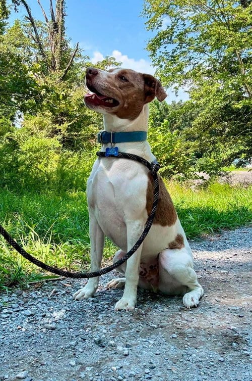 Photo of ace, adoptable Terrier in Waverly, Tennessee