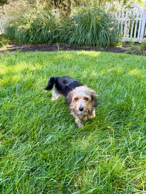 Photo of A Beckett, adoptable Yorkshire Terrier Yorkie in Allentown,, Pennsylvania