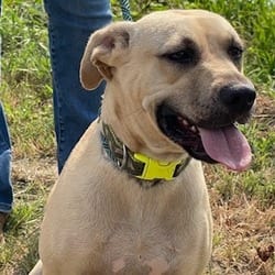 Photo of Roseanne, adoptable Black Mouth Cur in Kensett, Arkansas