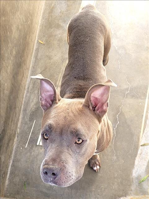 Photo of Myla, adoptable Pit Bull Terrier in Los Angeles, California