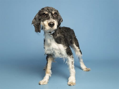 Photo of Honey, adoptable Maltese in Phoenix, Arizona