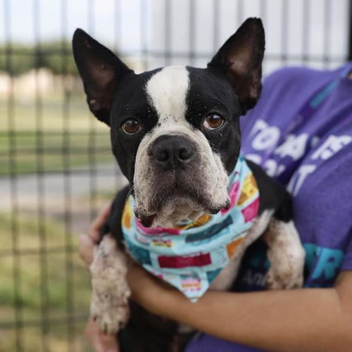 Photo of Bayleen, adoptable Boston Terrier in San Antonio, Texas