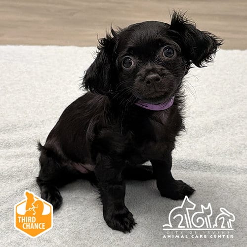 Photo of Vienna, adoptable Chihuahua in Irvine, California
