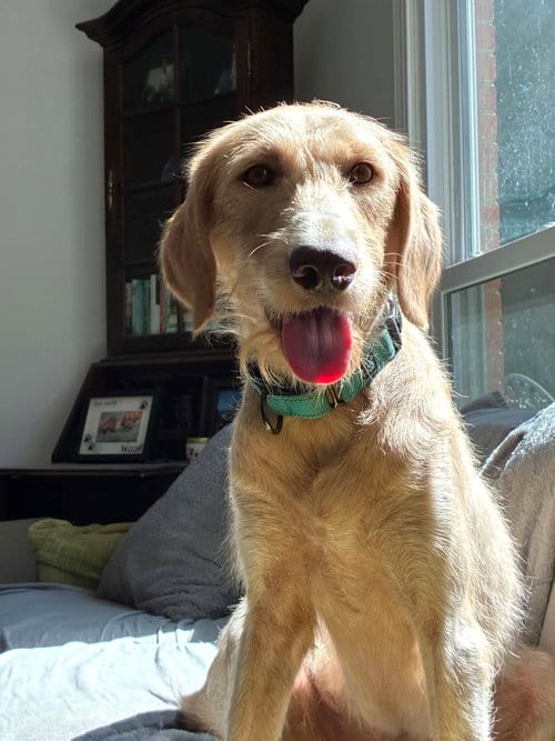 Photo of Ivy, adoptable Labrador Retriever in Arlington, Virginia