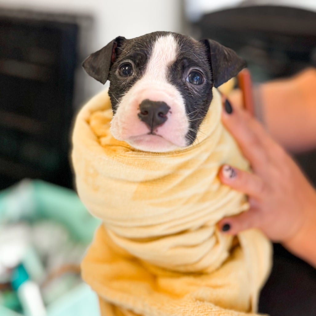 Photo of Maple, adoptable Mixed Breed (Medium) in Ohio, Ohio