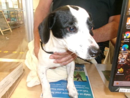 Photo of Charlie, adoptable Beagle in Van Nuys, California