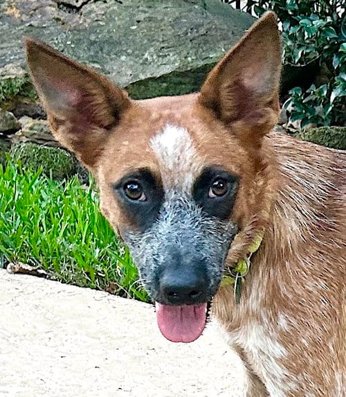 Photo of BAM BAM (red heeler), adoptable Red Heeler in Marina Del Rey, California