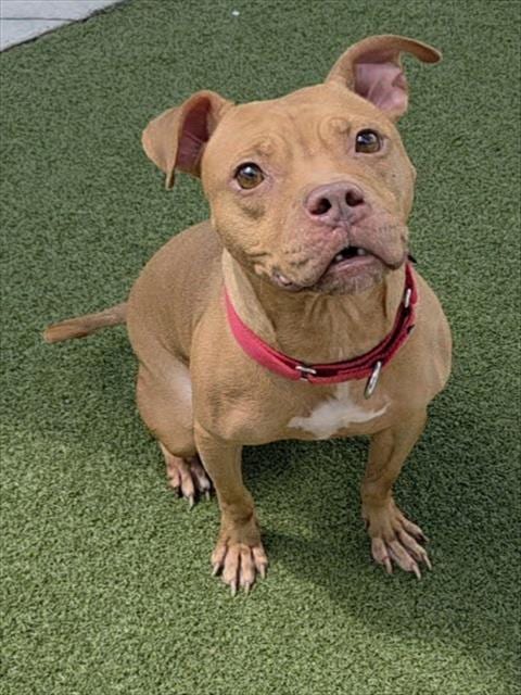 Photo of Honey, adoptable American Staffordshire Terrier in Fort Lauderdale, Florida