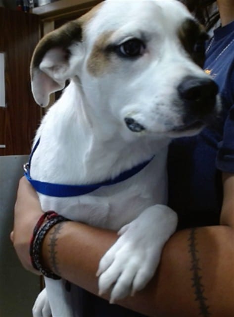 Photo of Senior Pit Bull Terrier mix, adoptable Pit Bull Terrier mix in Devore, California