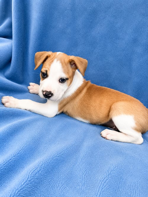 Photo of Rocket (m), adoptable Pit Bull Terrier in Nashville, Tennessee