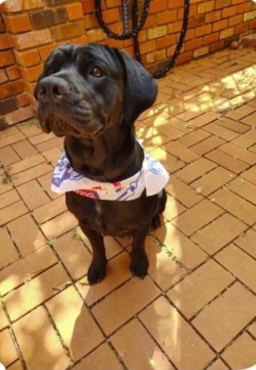Photo of Freya, adoptable Labrador Retriever in The Woodlands, Texas