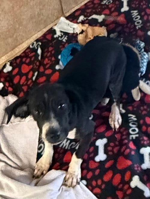 Photo of The Doxies : Delta, adoptable Dachshund in Osgood, Indiana
