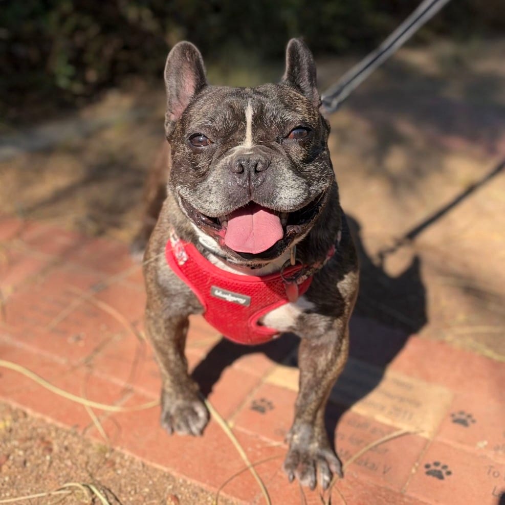 Photo of Wolfie, adoptable Bulldog, French / Mixed Breed (Small) in Riverside, California