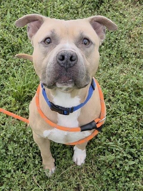 Photo of Jay, adoptable American Staffordshire Terrier in Fort Lauderdale, Florida
