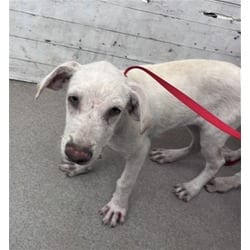 Photo of Daphney, adoptable Labrador Retriever in San Bernardino, California