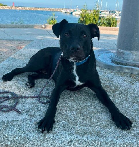 Photo of Rowan, adoptable Black Labrador Retriever in Sheboygan, Wisconsin