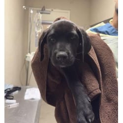 Photo of Phoebe, adoptable Cane Corso in Jurupa Valley, California