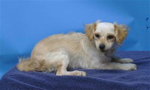 Photo of Peaches, adoptable Chihuahua in Gardena, California