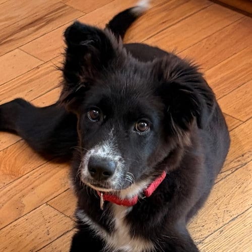 Photo of Rowdy, adoptable Border Collie in Canton, Connecticut