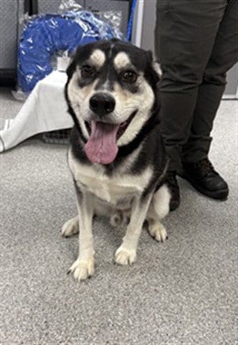 Photo of Riley, adoptable Alaskan Malamute in Pasadena, Texas