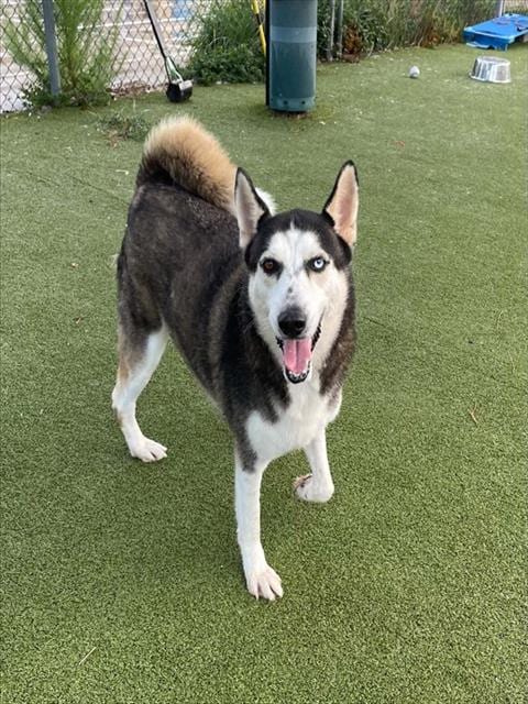 Photo of Jack, adoptable Siberian Husky in Pasadena, Texas